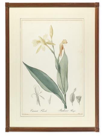 REDOUTÉ, PIERRE-JOSEPH. Iris Pumila floribus coeruleis. Plate 161. * Canna Flaccida. Plate 107.